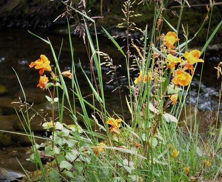 Image of jewelweed