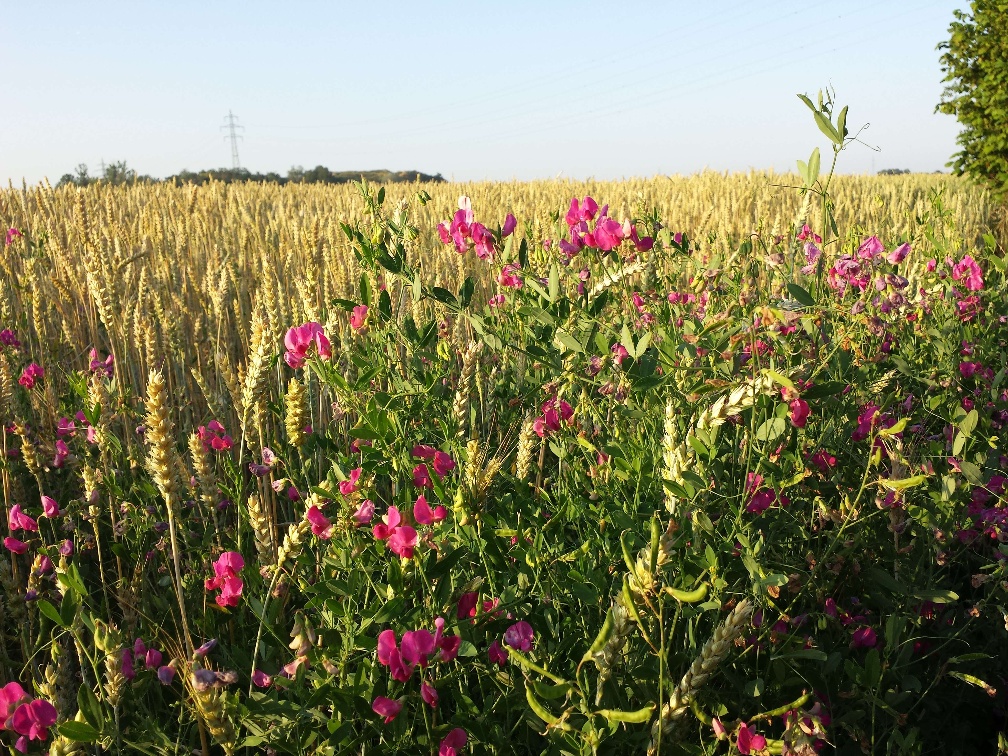 Image of tuberous pea