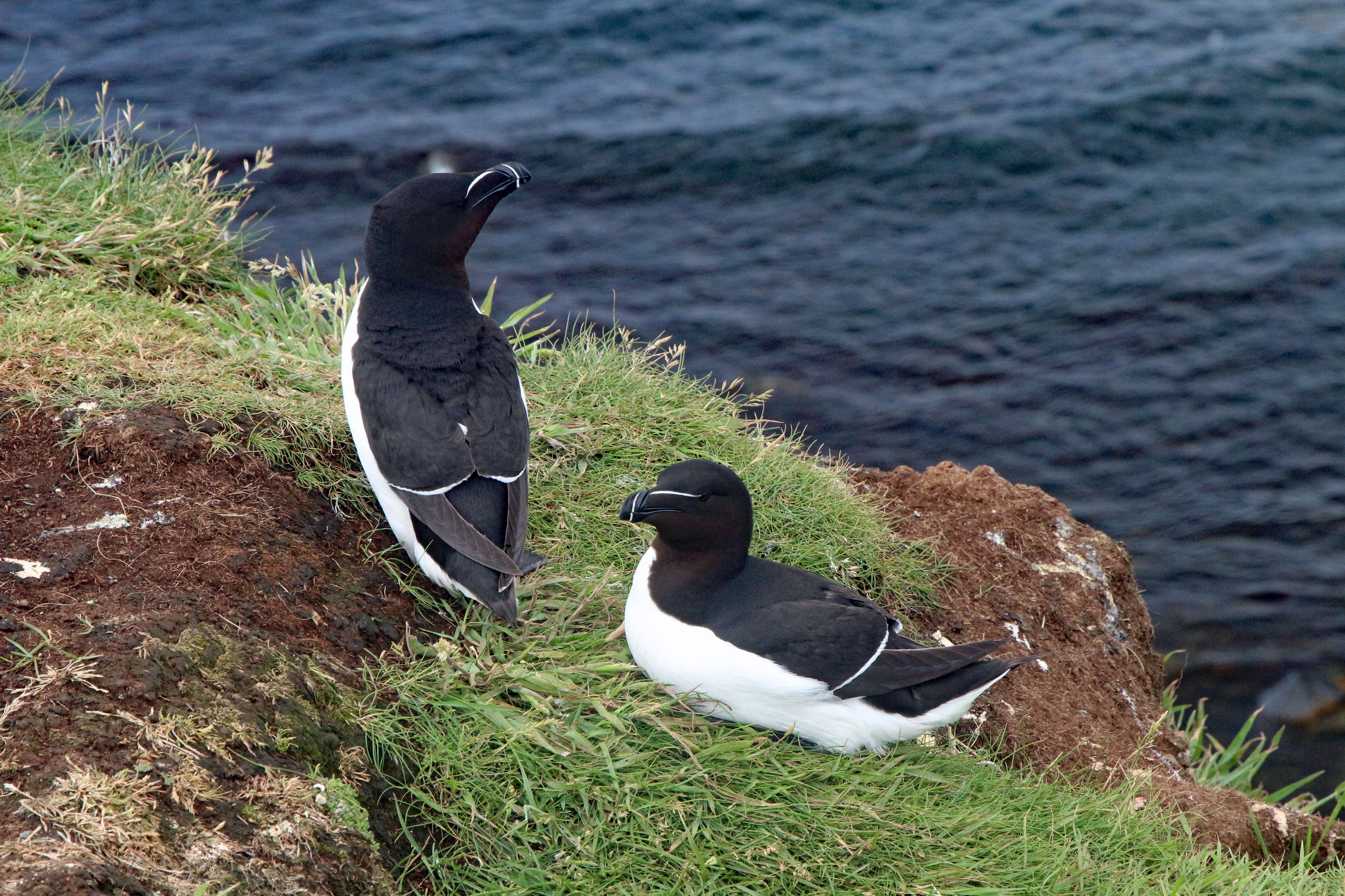 Image of Lesser auk