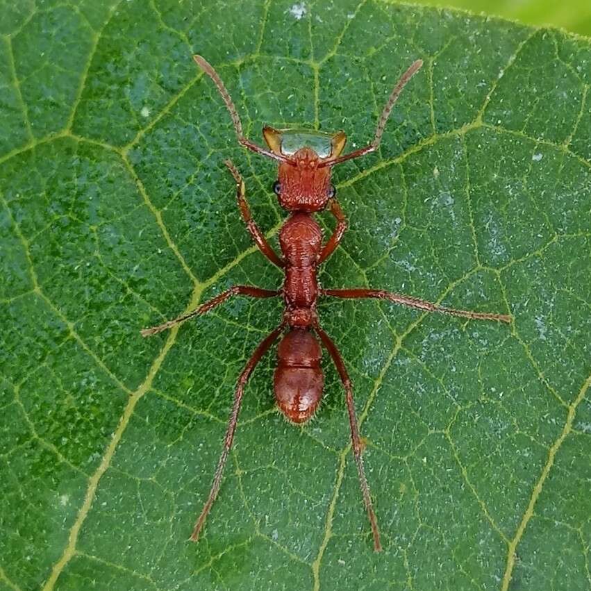 Ectatomma tuberculatum (Olivier 1792)的圖片