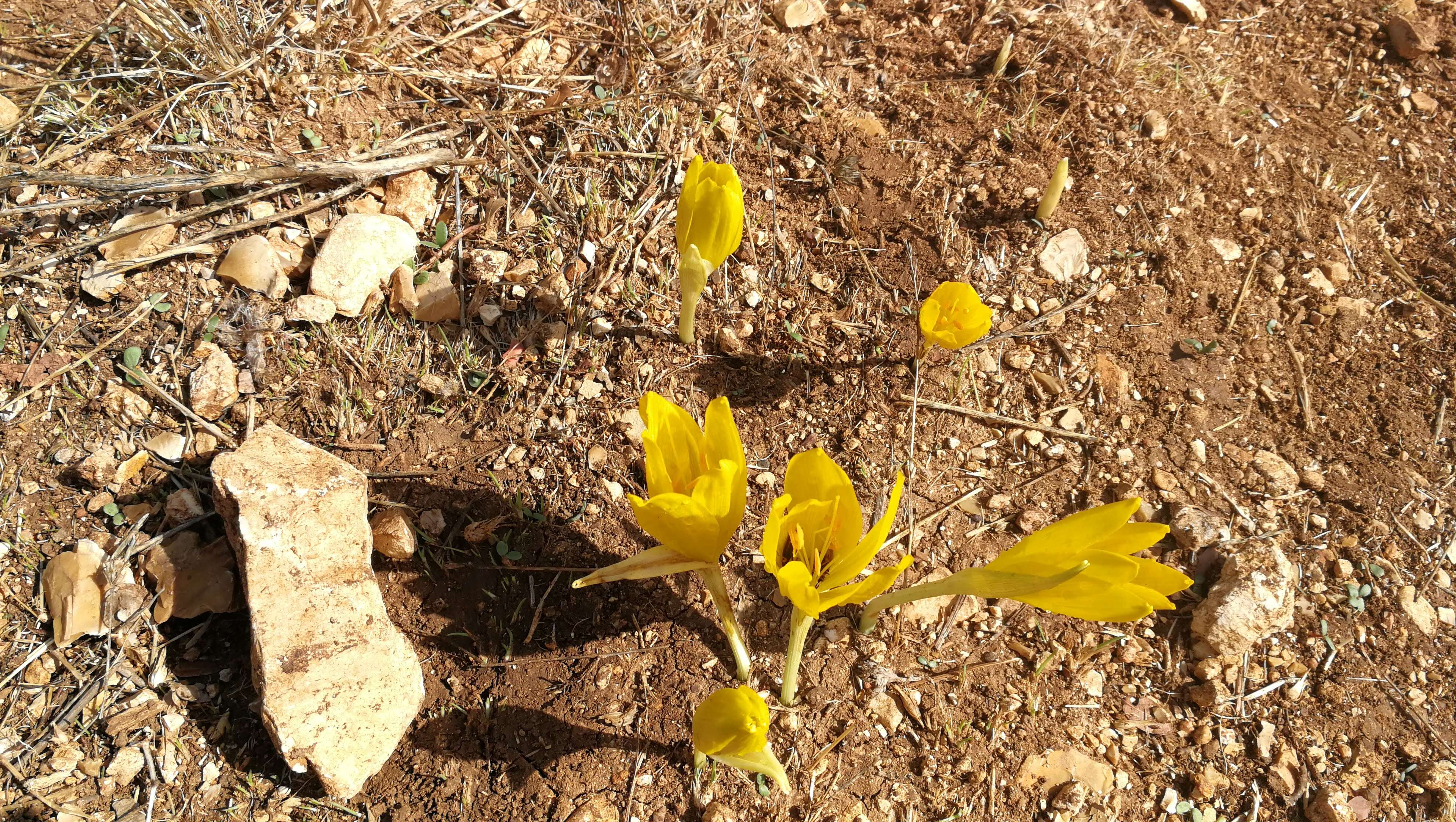 Image of winter daffodil