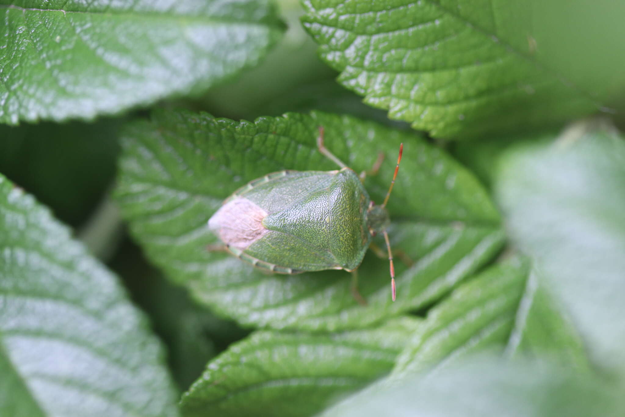 Image of Green shield bug