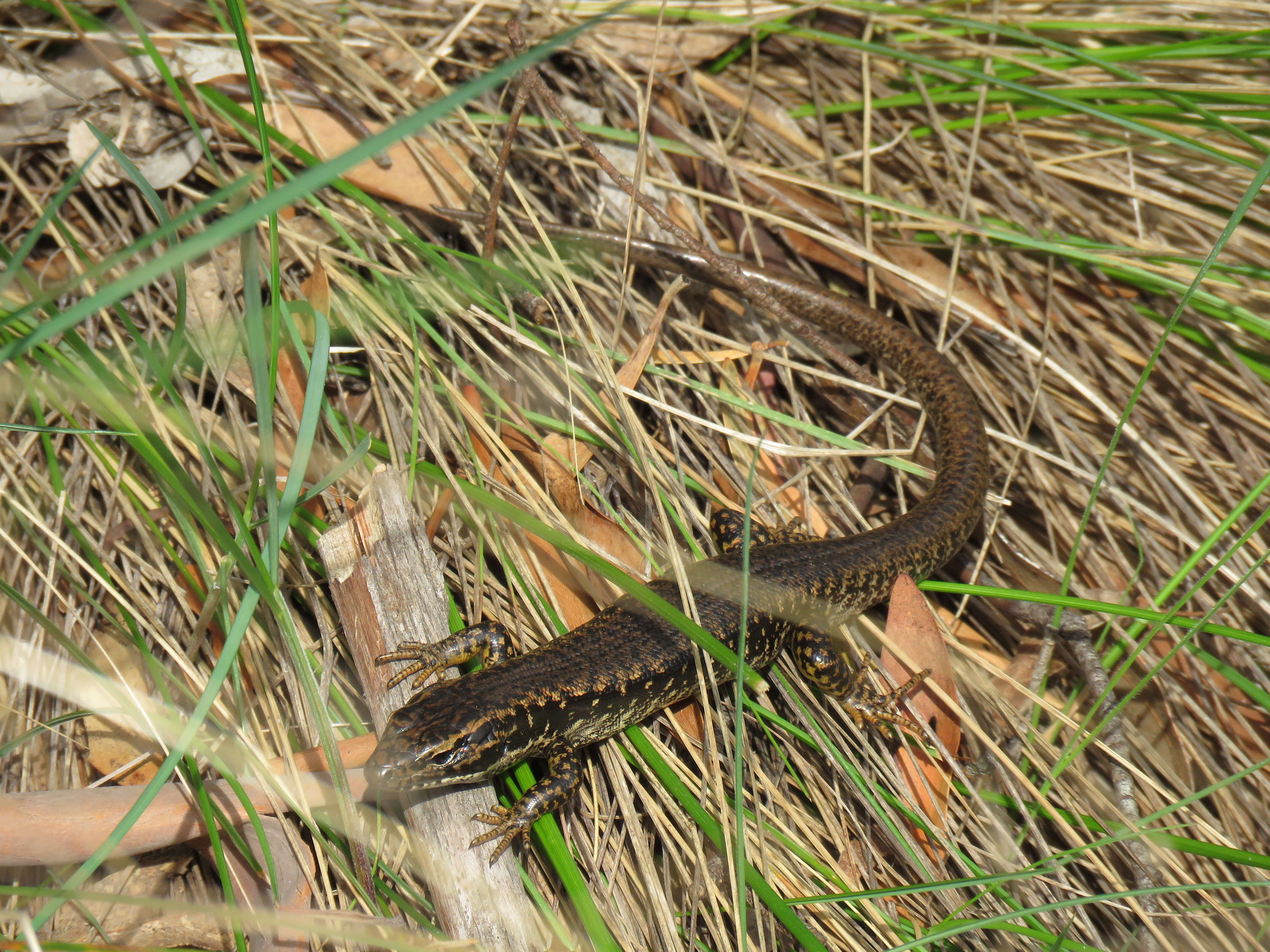 Image of Warm-temperate Water-skink