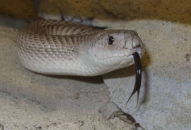 Image of Pine Snake