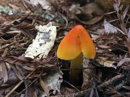 Image of Hygrocybe singeri (A. H. Sm. & Hesler) Singer 1958