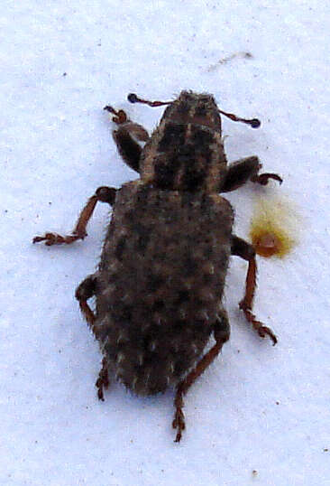 Image of Clover Root Weevil