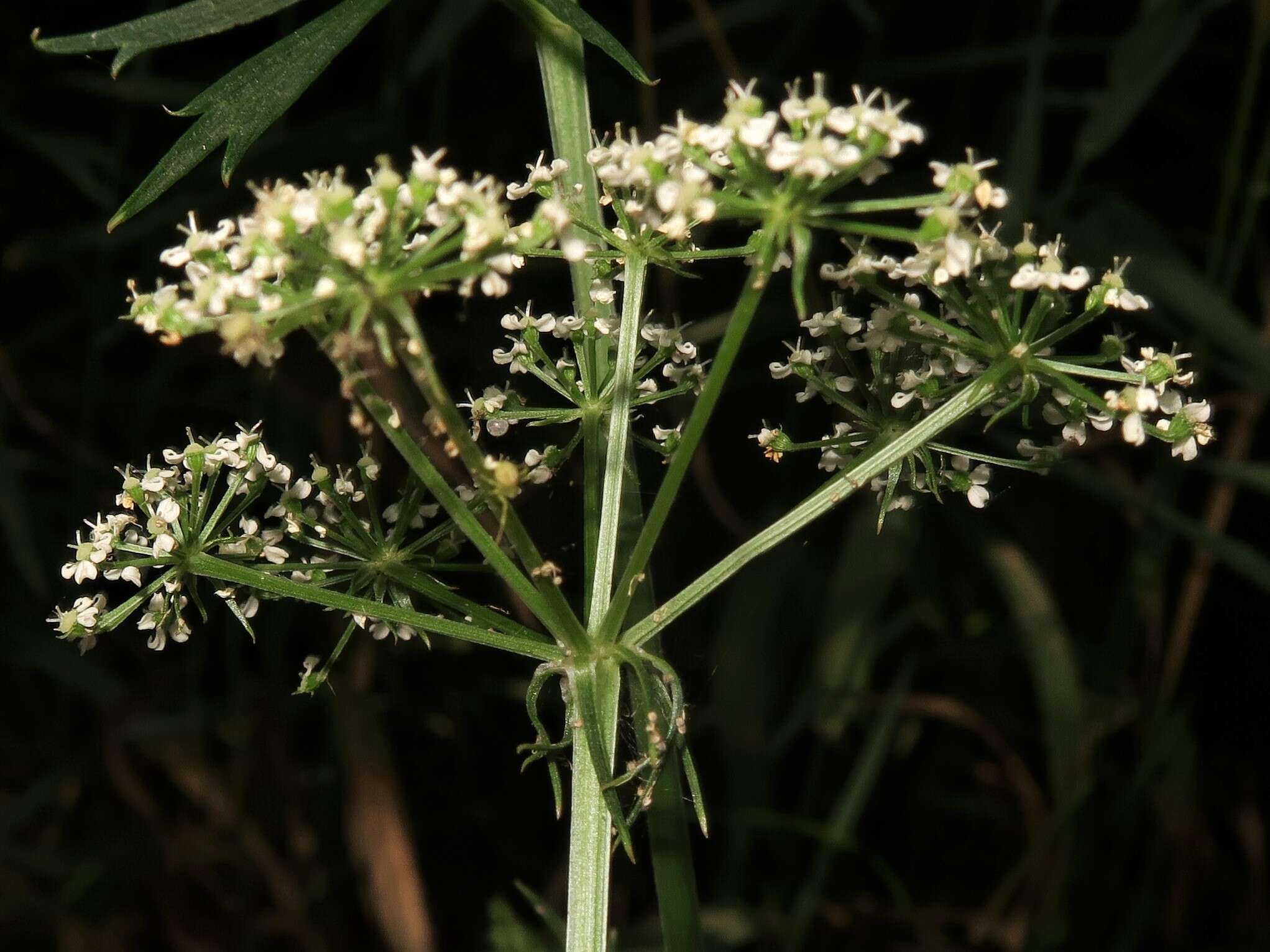 Image of hemlock waterparsnip