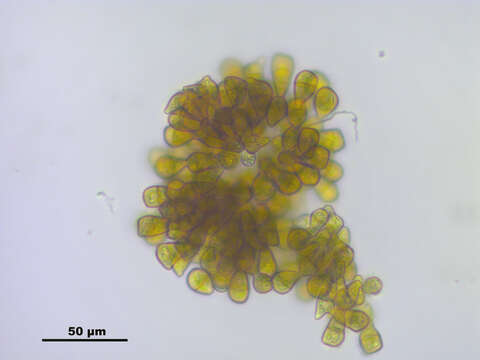 Image of Tritomaria exsectiformis (Breidl.) Schiffn. ex Loeske