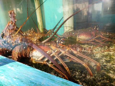 Image of Caribbean Spiny Lobster