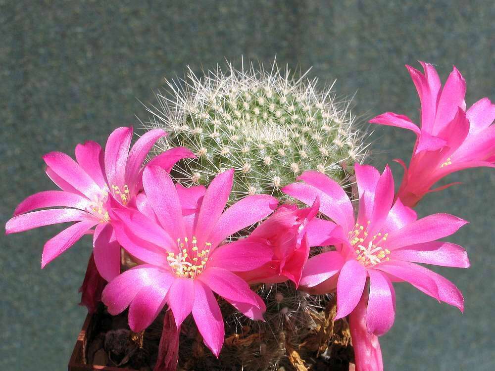 Image of Rebutia minuscula K. Schum.