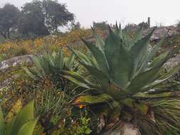 صورة Agave mitis Mart.