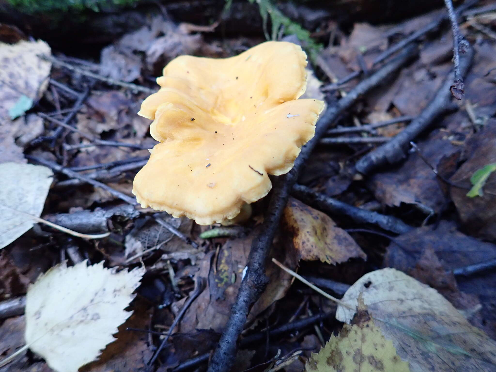 Image of Chanterelle