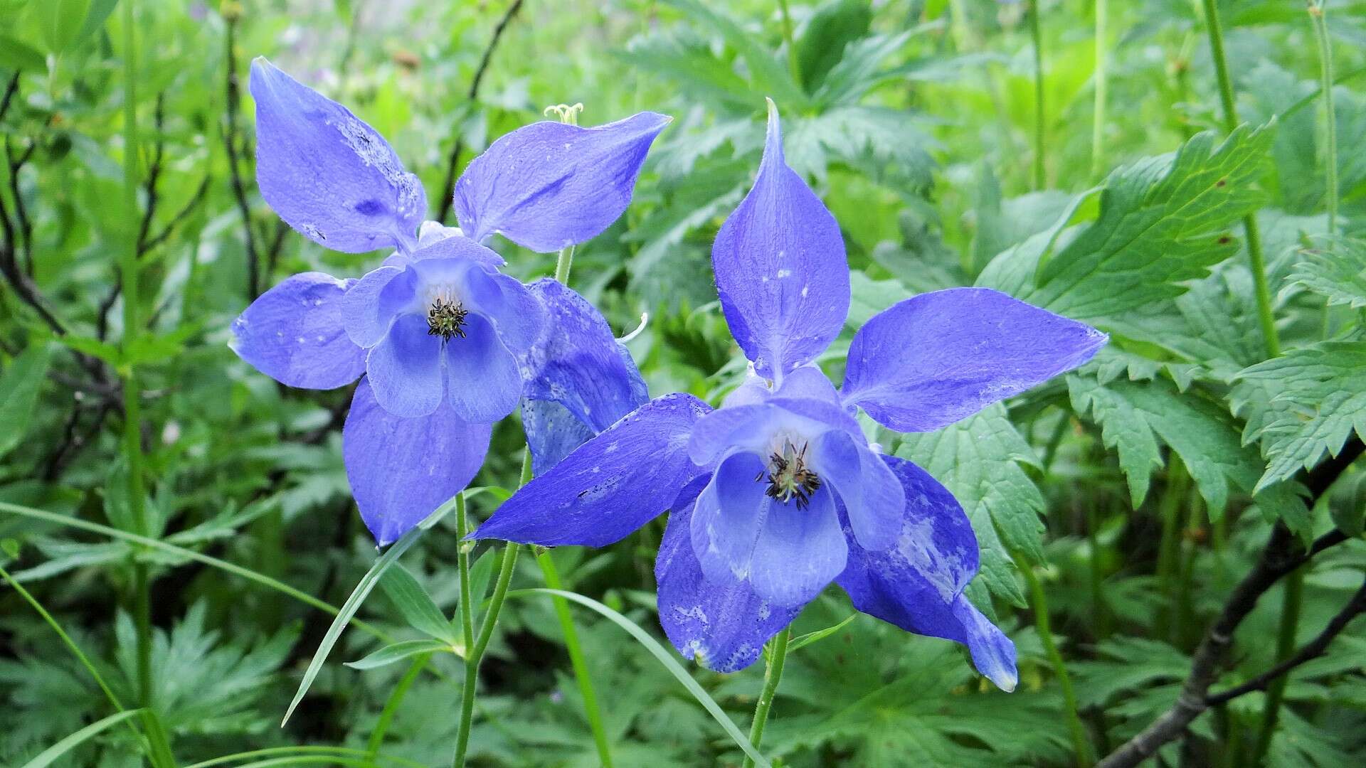 Image of Alpine Columbine