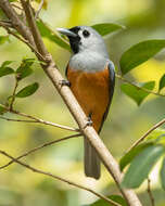 Image of Black-faced Monarch