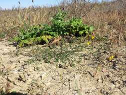 Image of Narrow-leaved Bird's-foot-trefoil