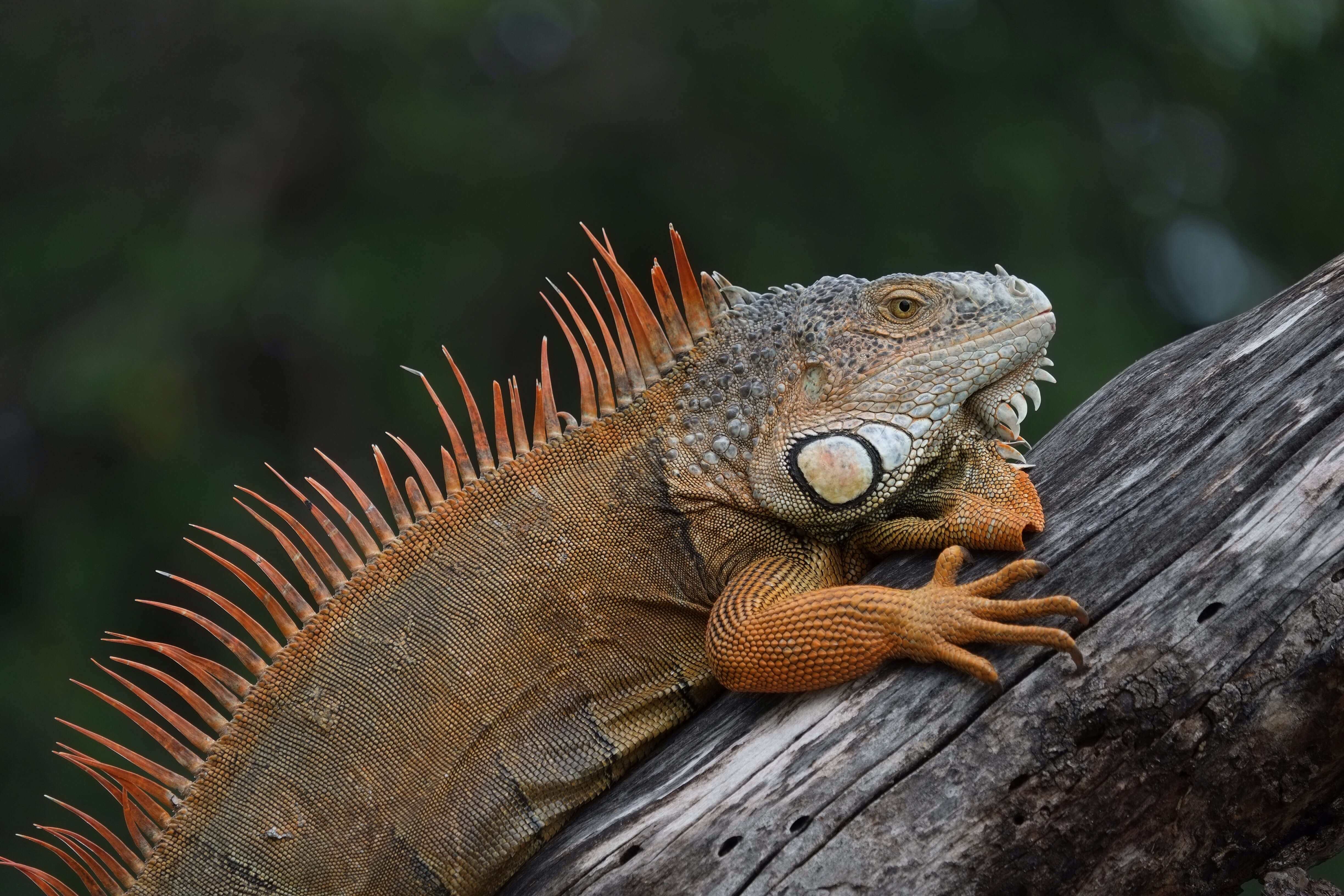 Image of Green iguana