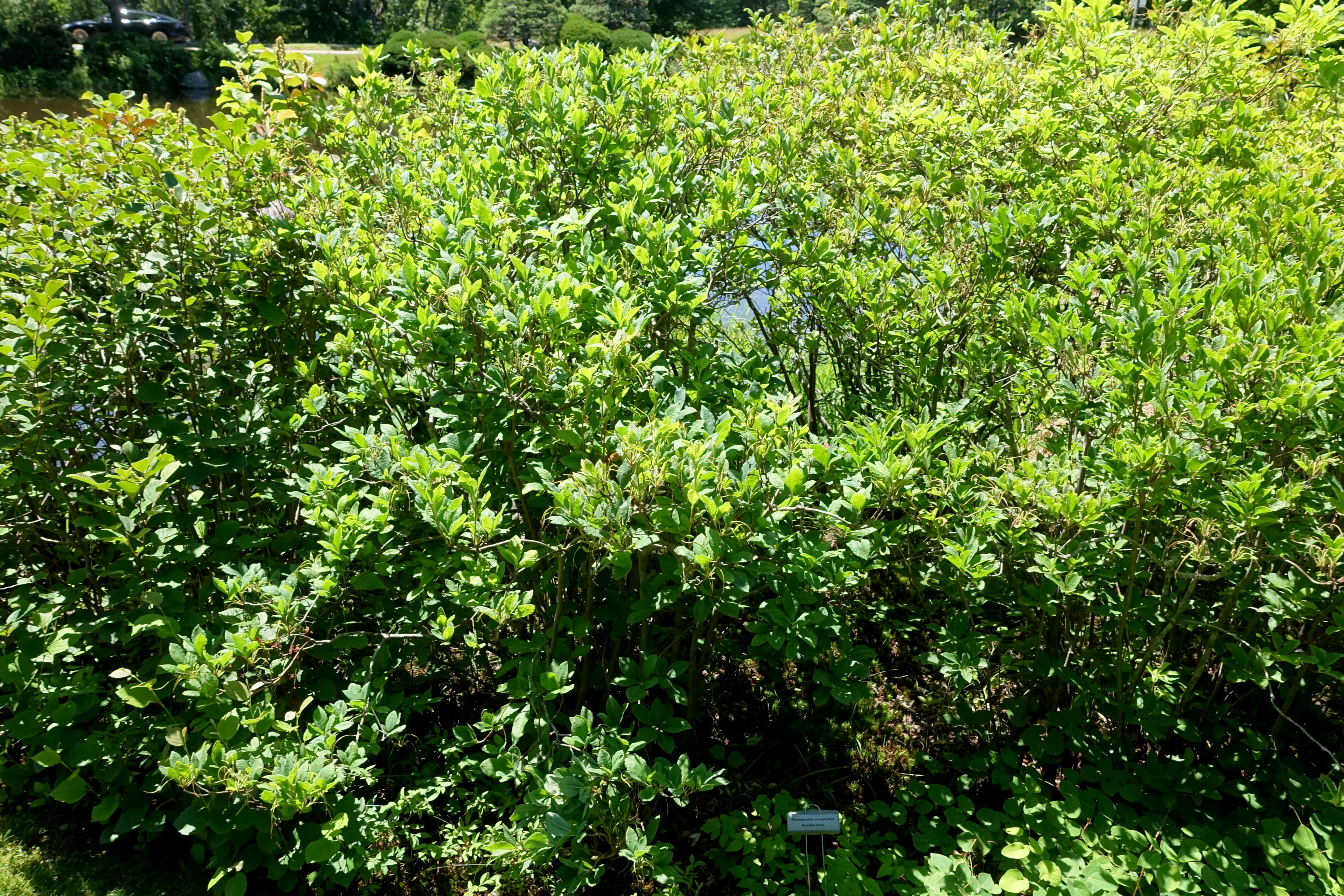 صورة Rhododendron prinophyllum (Small) Millais