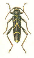 Image of Cyrtoclytus