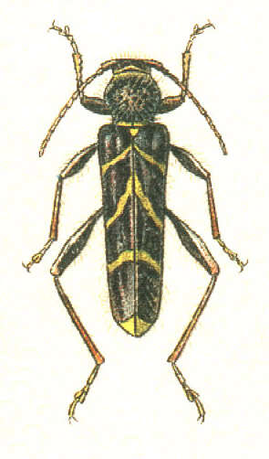 Image of Cyrtoclytus