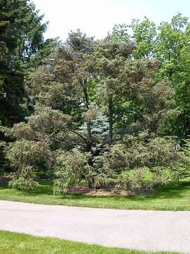 Image of Likiang Spruce