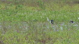 Image of Black-winged Stilt