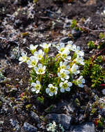 Image of diapensia