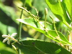 Imagem de Scaevola chamissoniana Gaud.