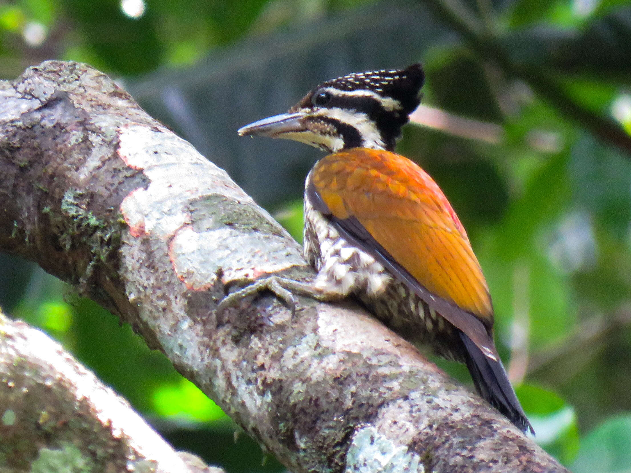 Image of Common Flameback