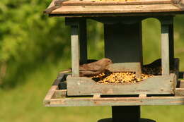 Image of Indigo Bunting