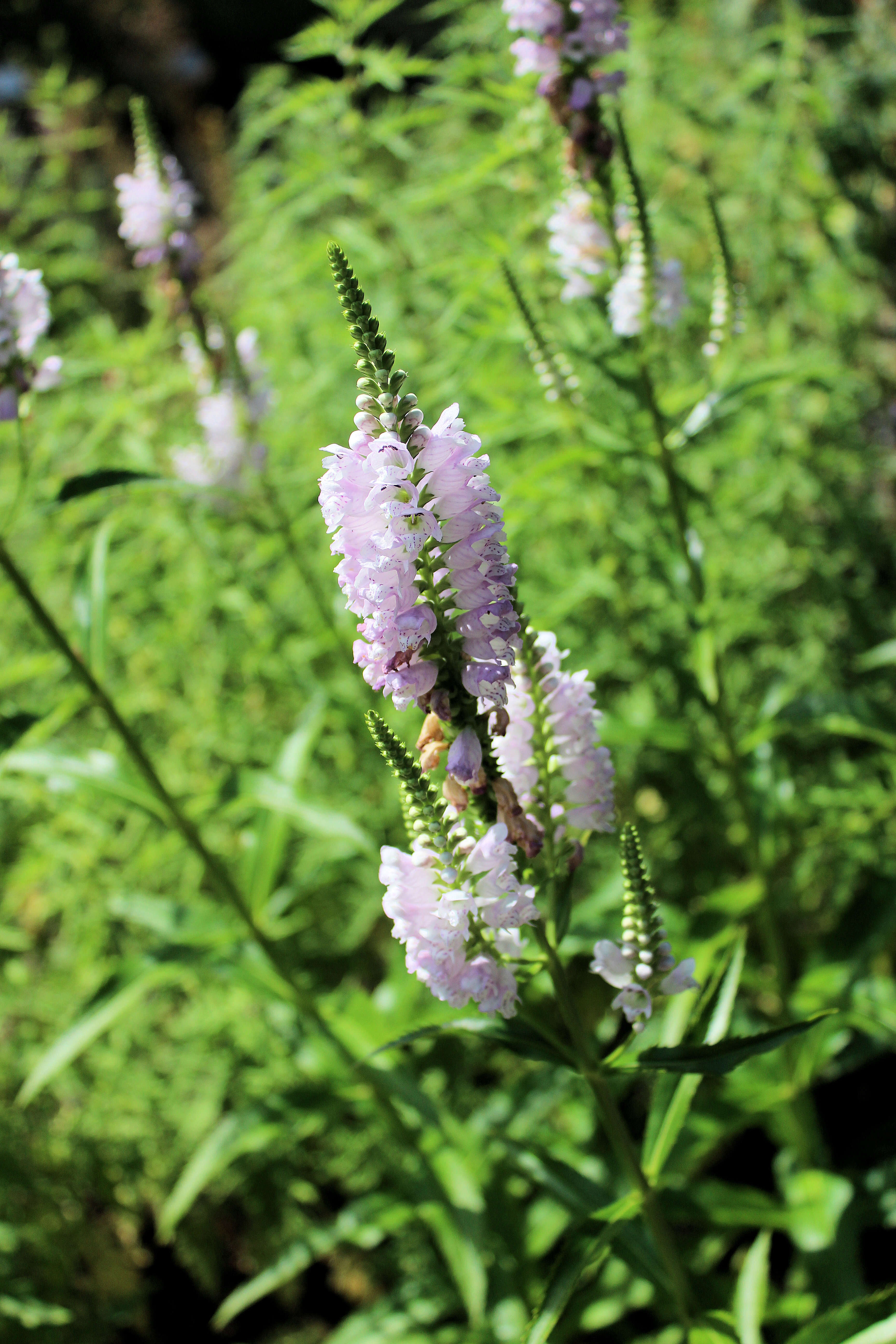 Image of obedient plant