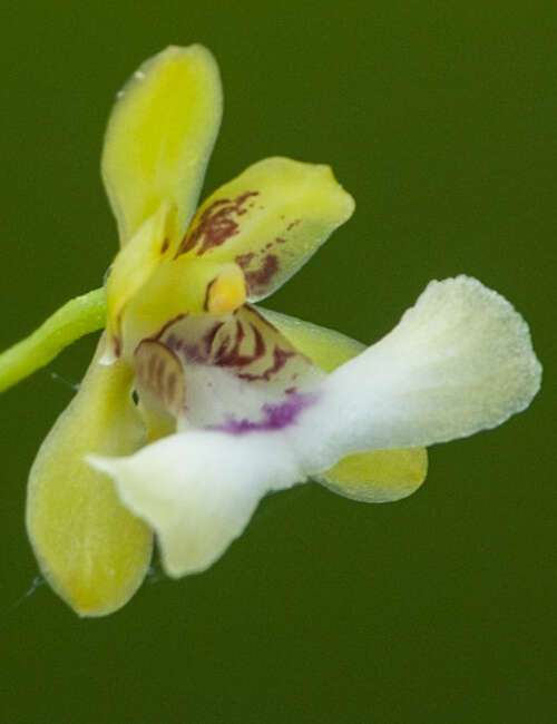 Image of Monk orchids