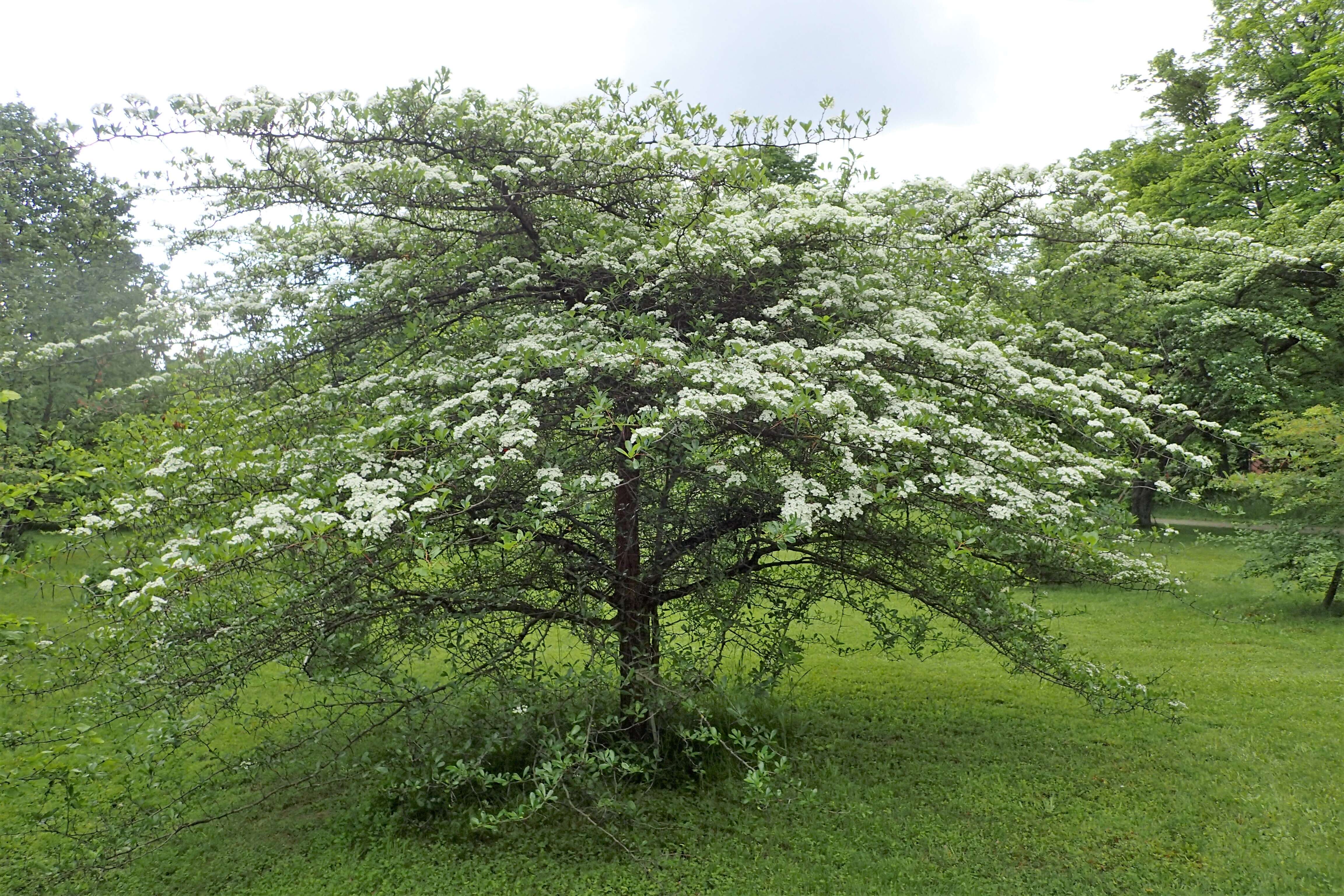 Image of Cockspur Hawthorn