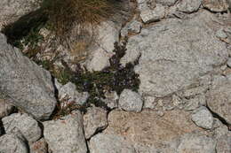 Image of Clinopodium alpinum