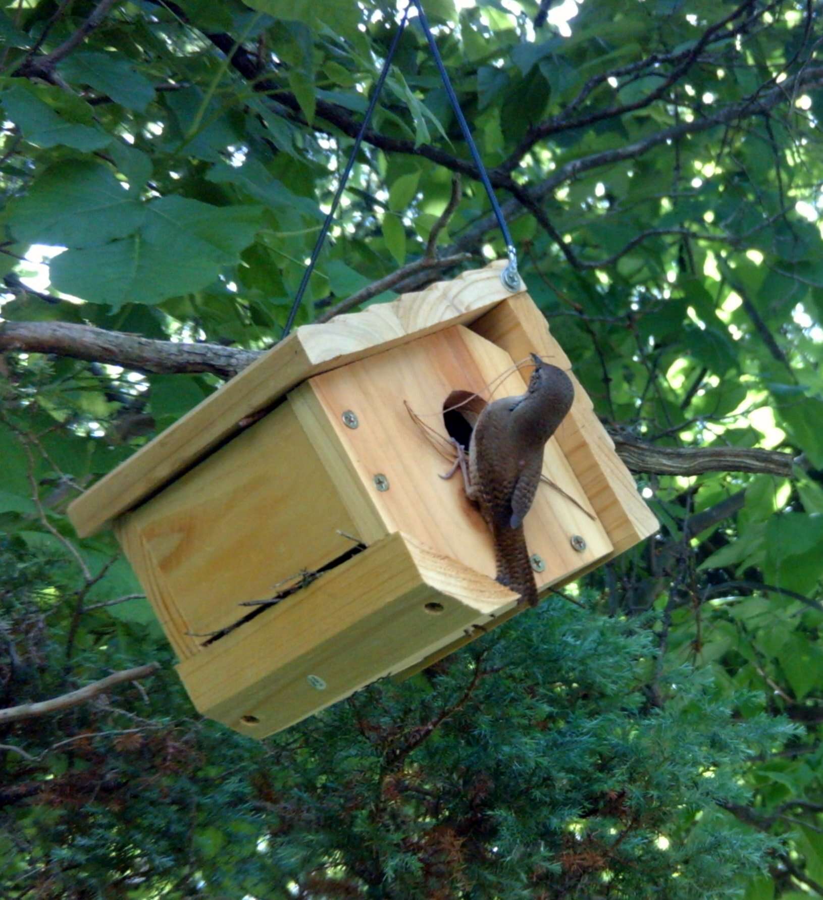 Image of House Wren