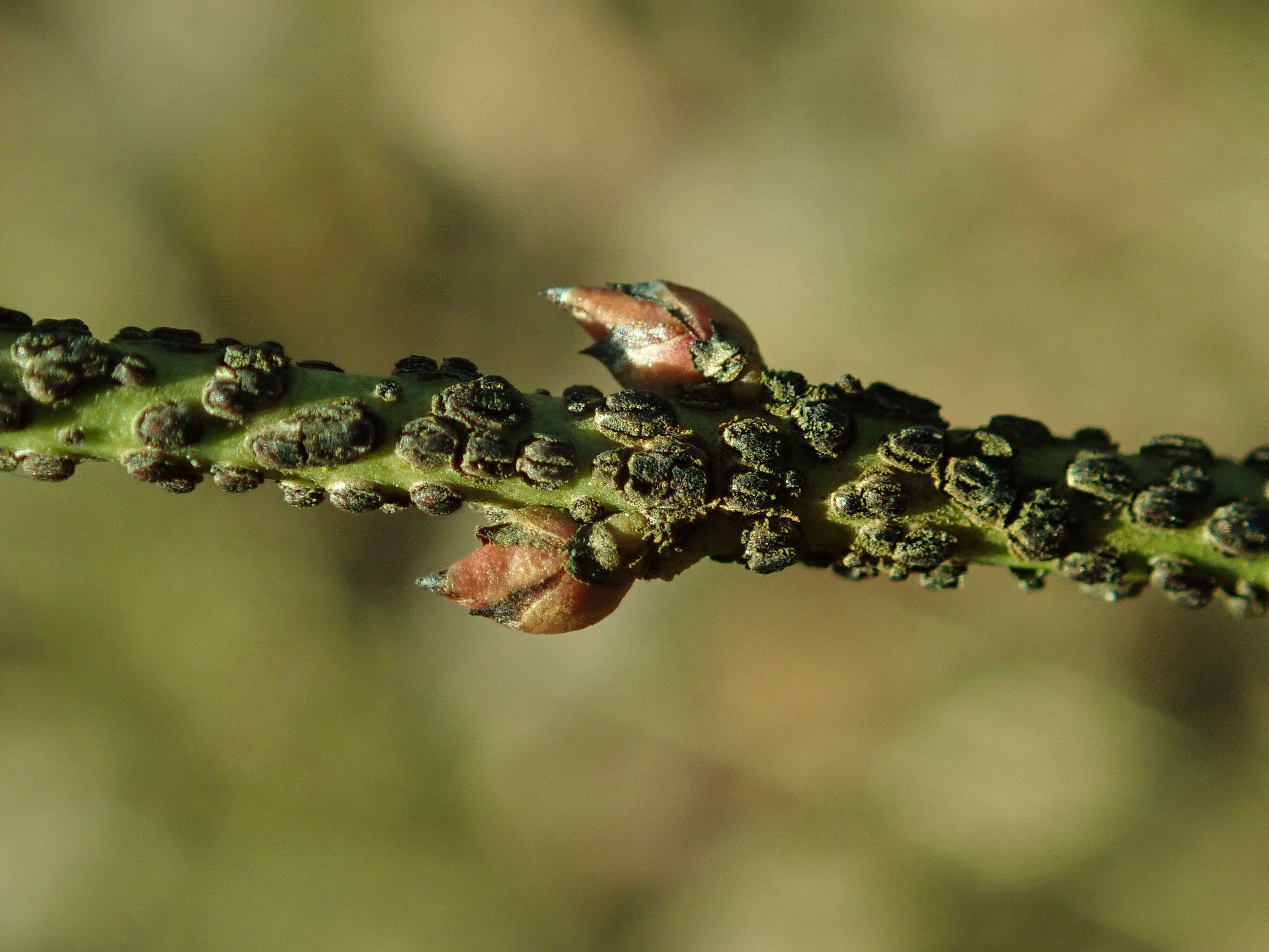 Image of Euonymus verrucosus Scop.