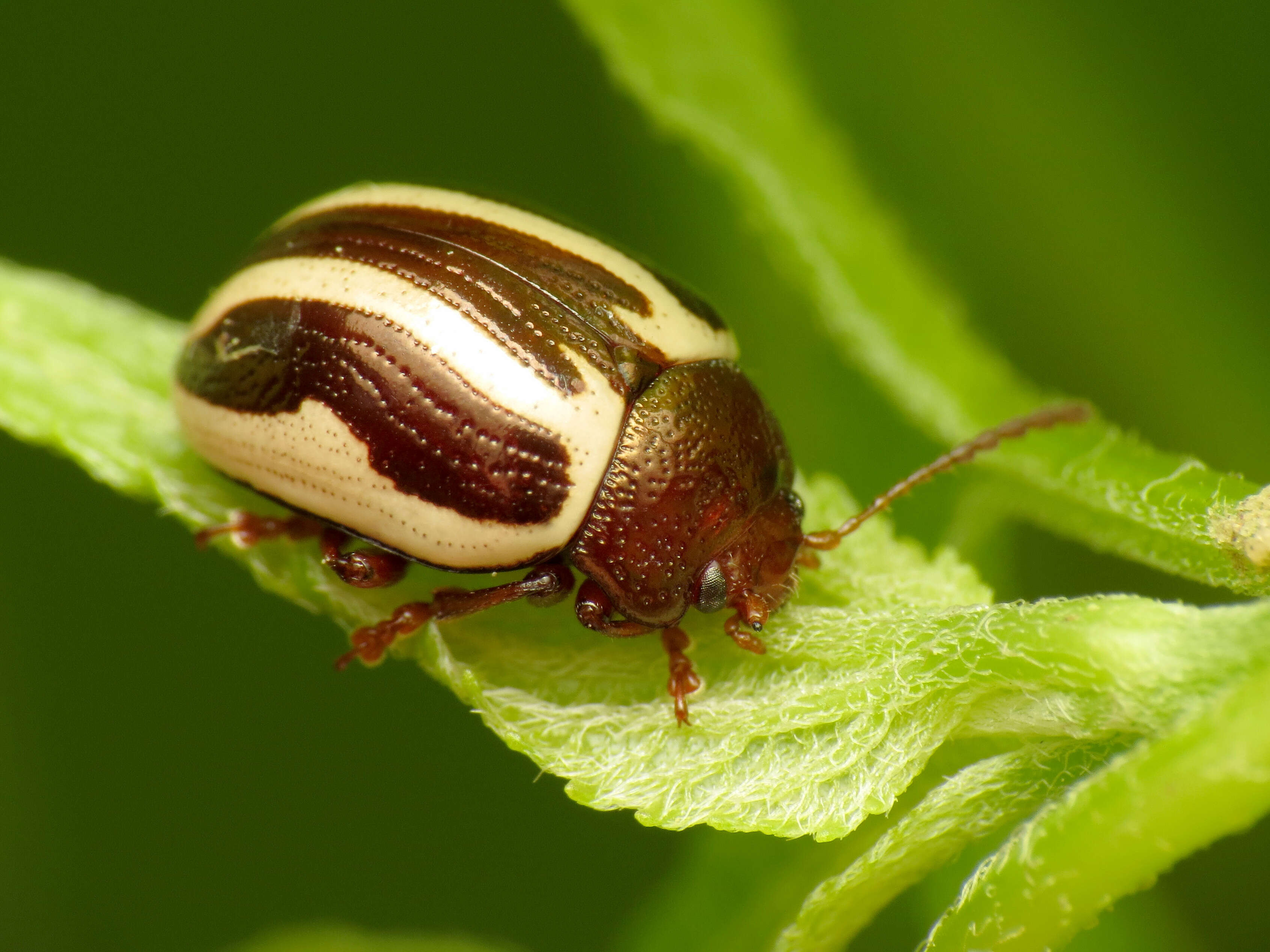 Image of Calligrapha (Bidensomela) bidenticola Brown 1945