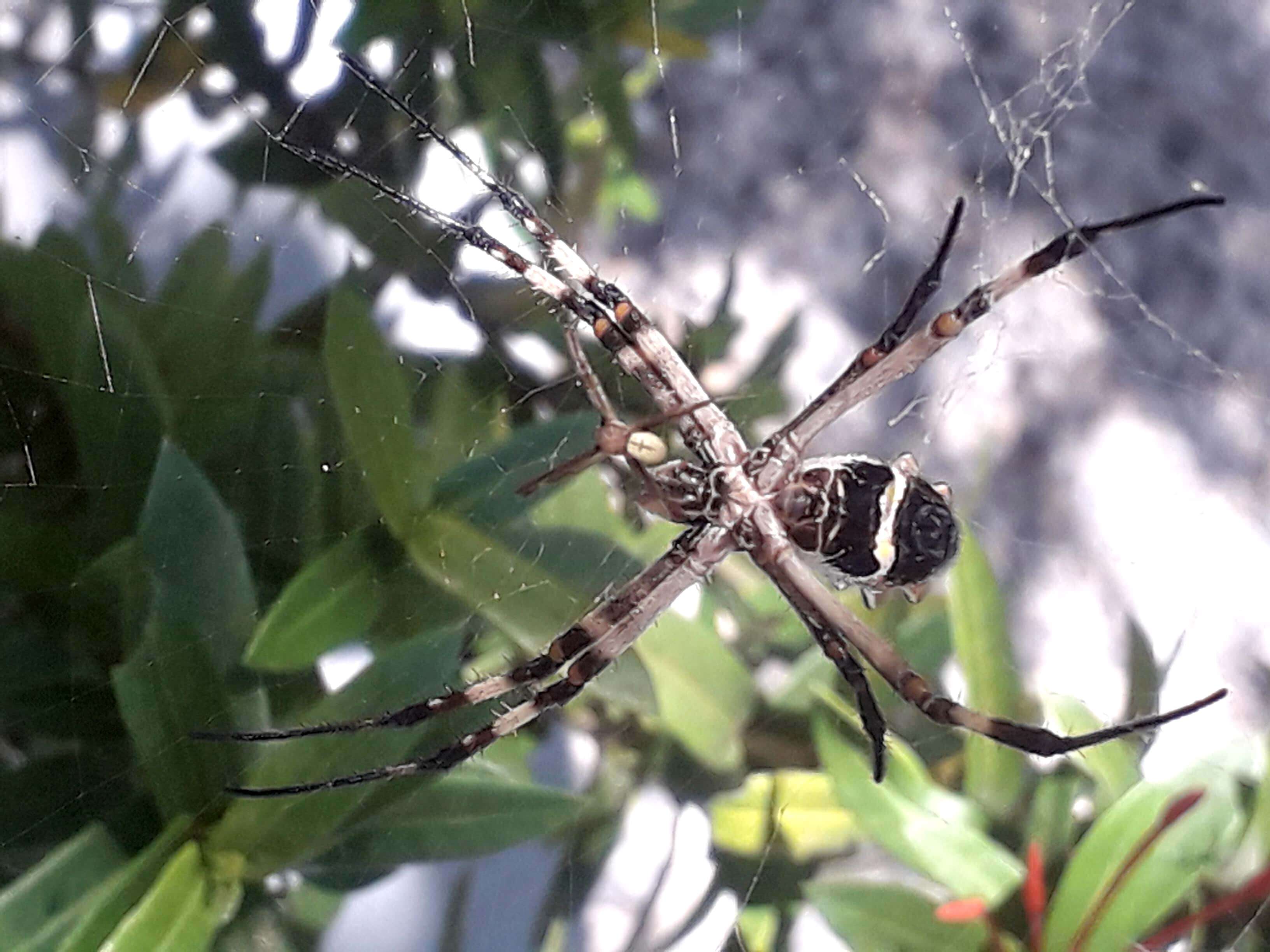 Image of Silver Argiope