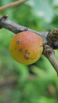 Image of Round Bullet Gall Wasp