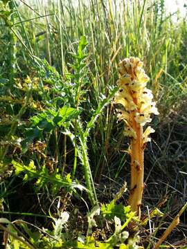 Imagem de Orobanche reticulata Wallr.