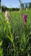 Dactylorhiza incarnata (L.) Soó resmi