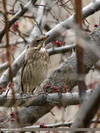 Image of Black-throated Thrush