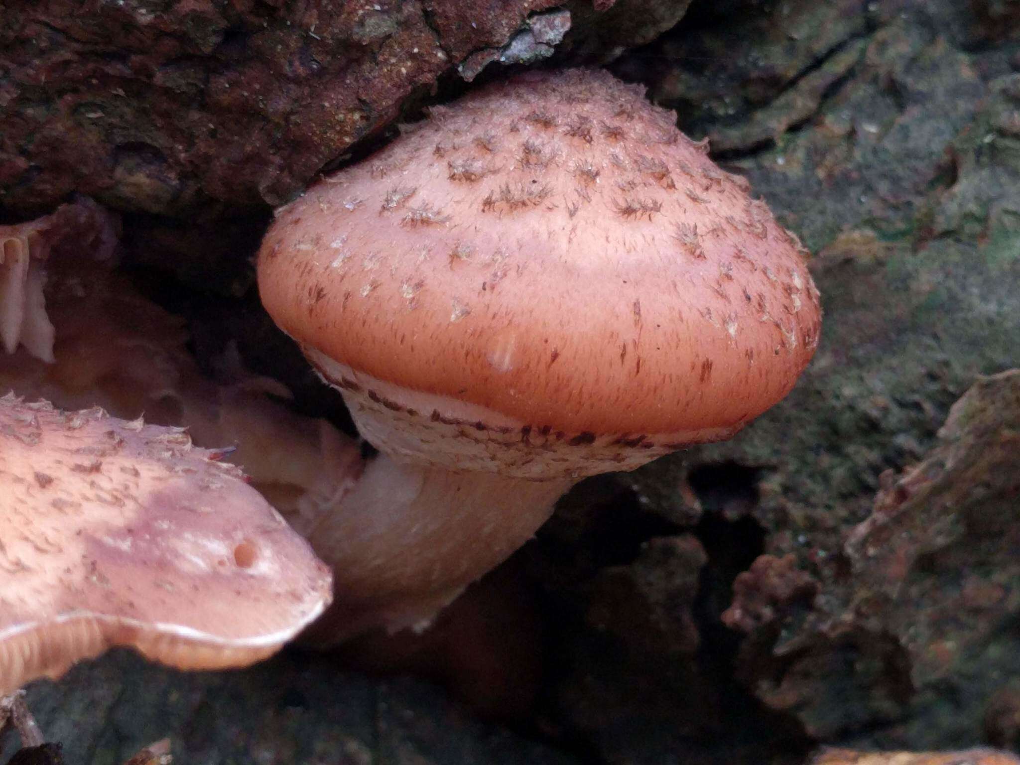 Image of Armillaria ostoyae (Romagn.) Herink 1973