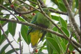 Image of Dwarf Fruit Dove