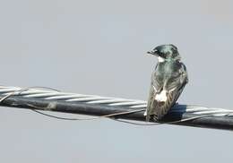 Image of Mangrove Swallow