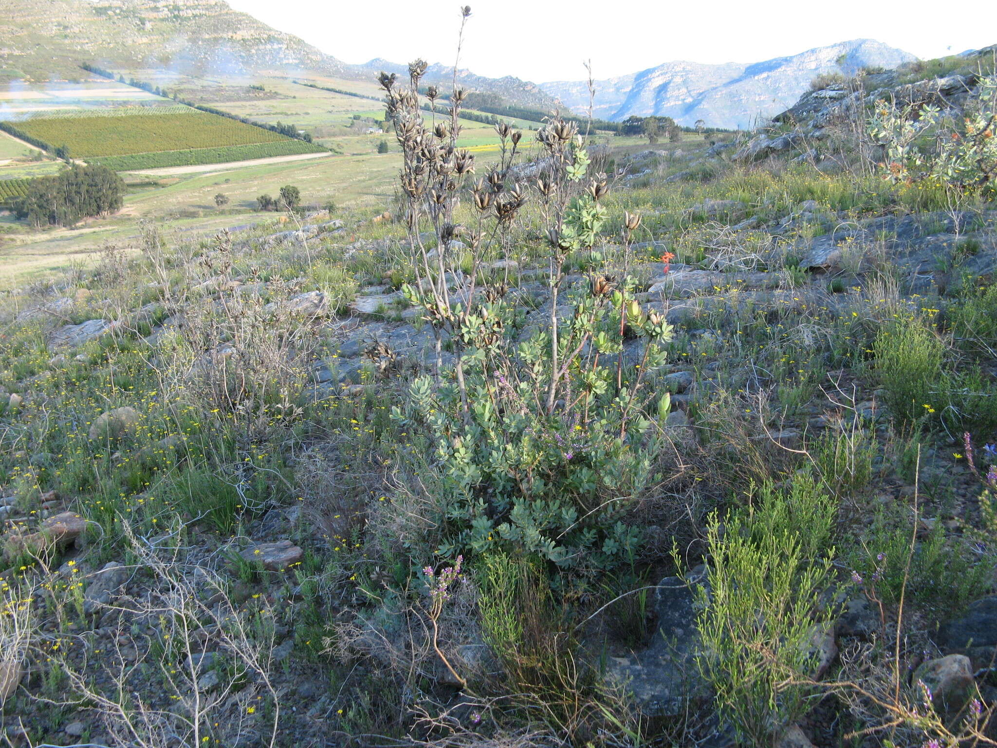 Image of Piketberg Conebush