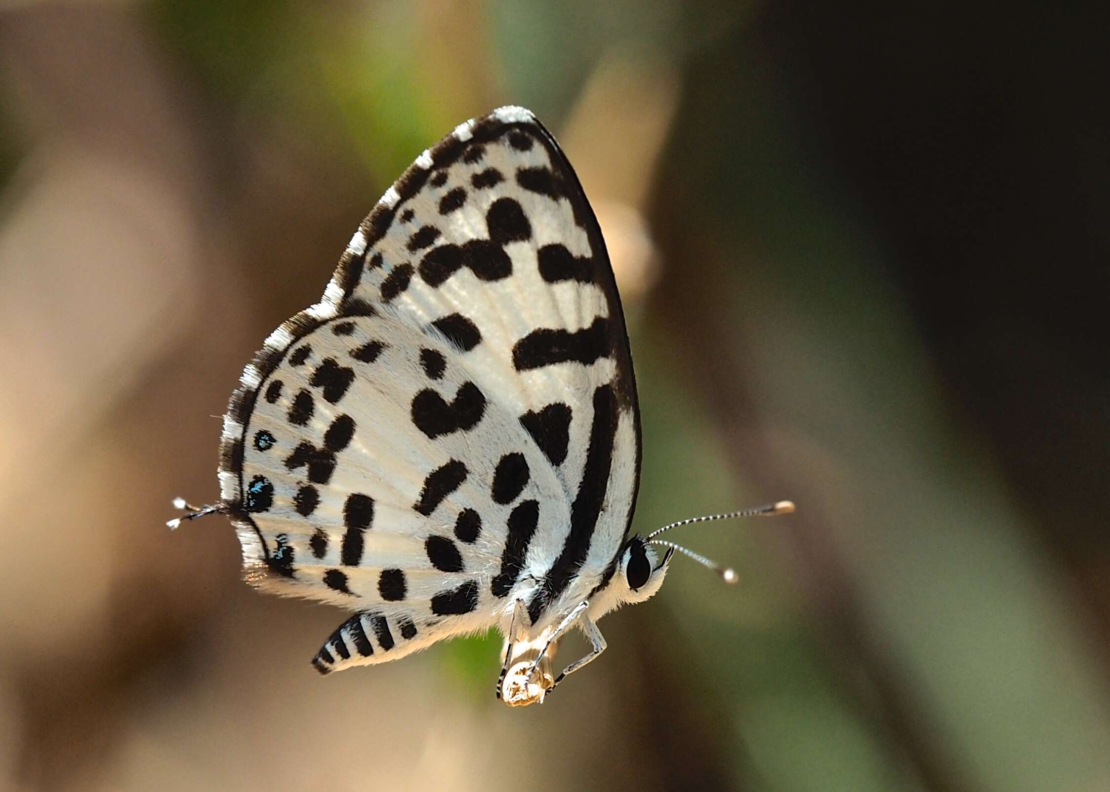 Image of Common Pierrot