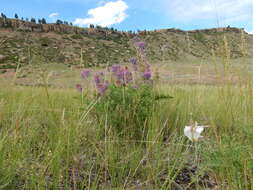 صورة Astragalus bisulcatus (Hook.) A. Gray