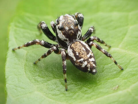 Image of Peppered Jumper