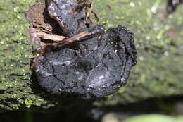 Image of Black Witches' Butter