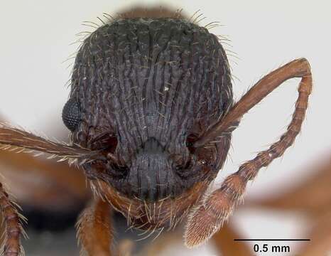 Image of Myrmica sulcinodis Nylander 1846